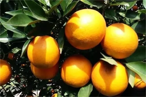 Citrus, grape, lychee, longan, apple, pear