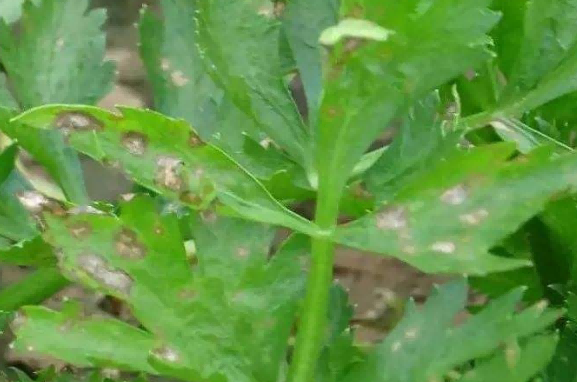 Celery Phyllosticta leaf spot 1 Celery Phyllosticta leaf spot 1