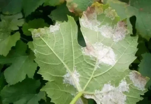 info-998-686 info-998-686