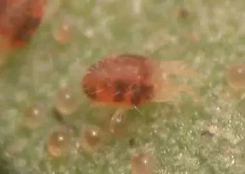 Red spider Red spider