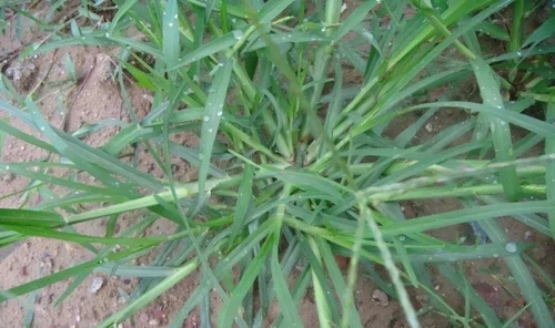 Imperata cylindrica control Imperata cylindrica control
