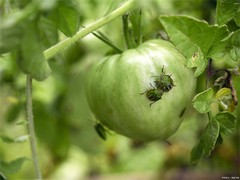 Un cliente camboyano pidió 2000 litros de buprofezina 400 g/l SC